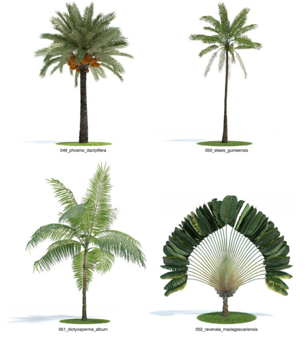 热带植物