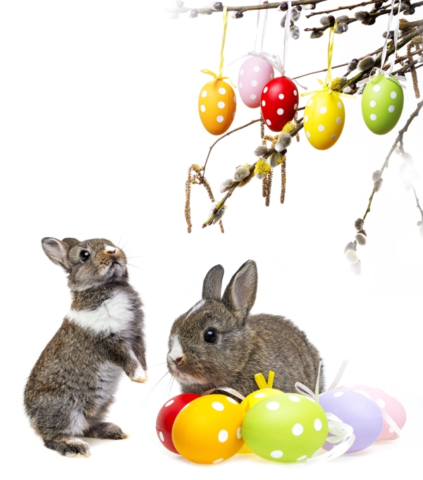 复活节小兔子背景图片