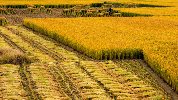 金黄的水稻图片