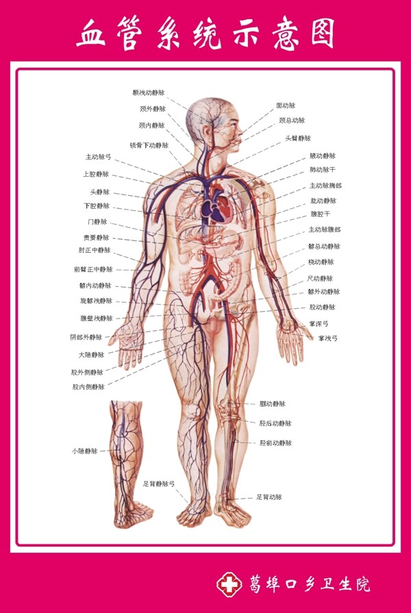 血管系统示意图图片