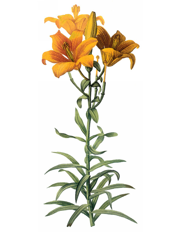 位圖寫實(shí)花卉藝術(shù)效果水彩花卉免費(fèi)素材