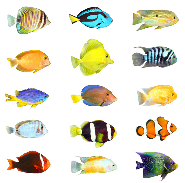海魚