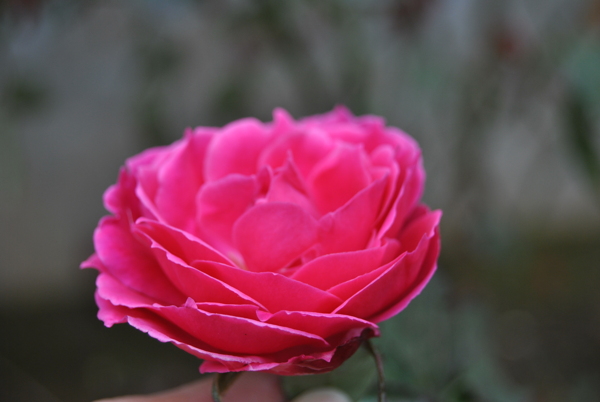 薔薇圖片