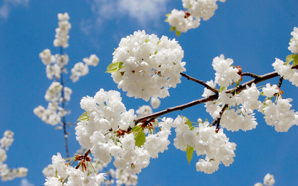 位圖植物花朵寫(xiě)實(shí)花卉櫻花免費(fèi)素材