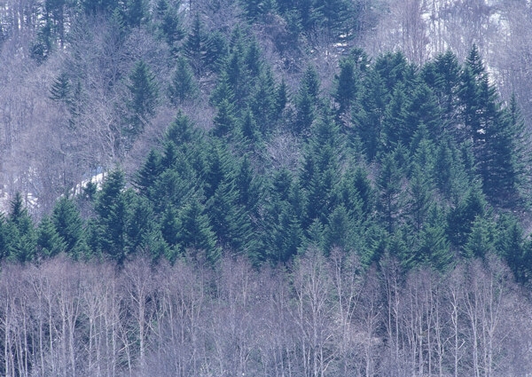 冬天的風(fēng)景