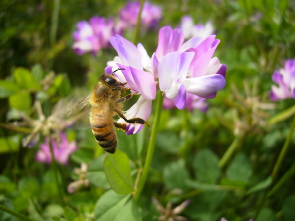 紫云英与蜜蜂