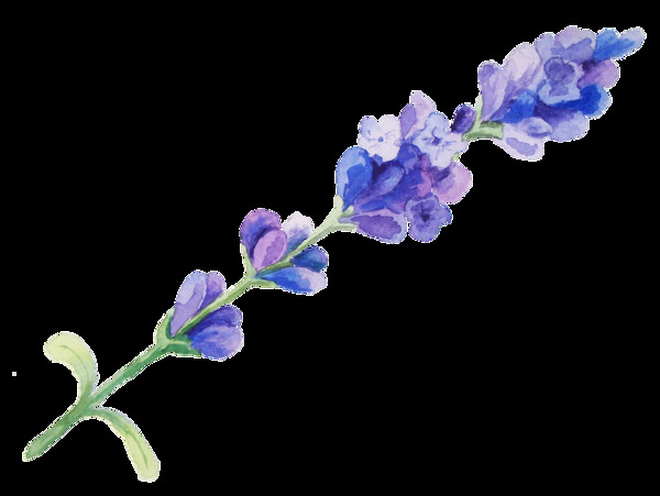 彩紫花束卡通透明素材
