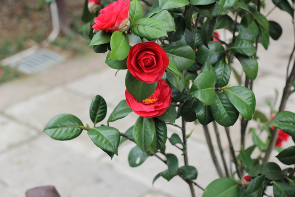 山茶花圖片