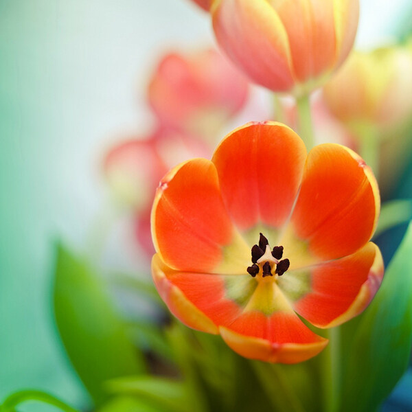 位圖寫實(shí)花卉植物花朵野花免費(fèi)素材