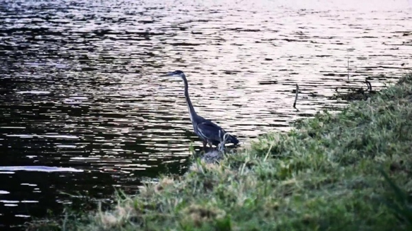 河边动物鸟儿视频