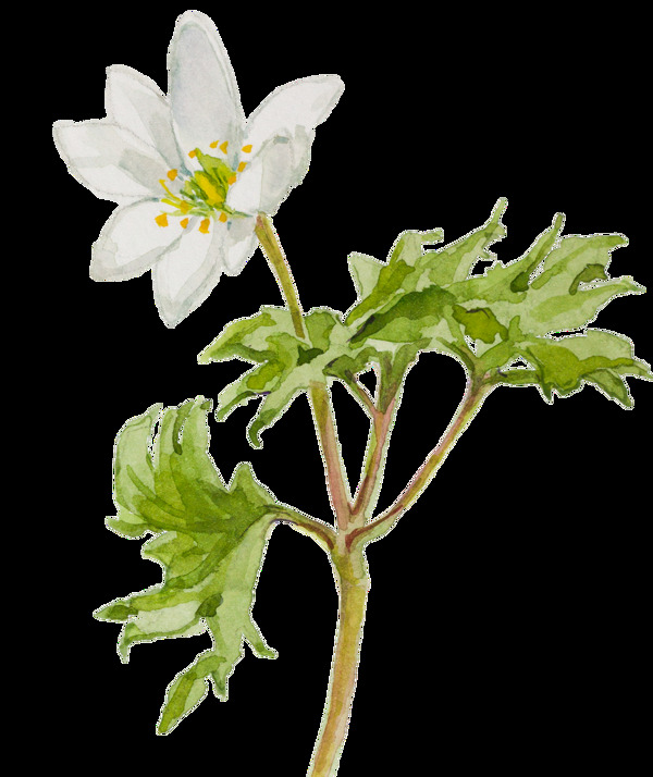 單調(diào)植物透明素材