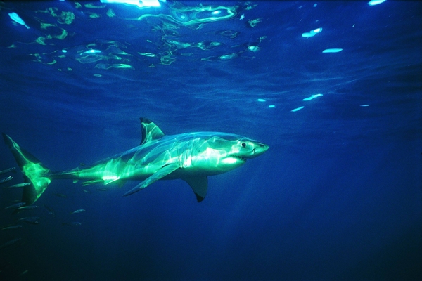 海洋鲨鱼海洋生物蓝色海洋