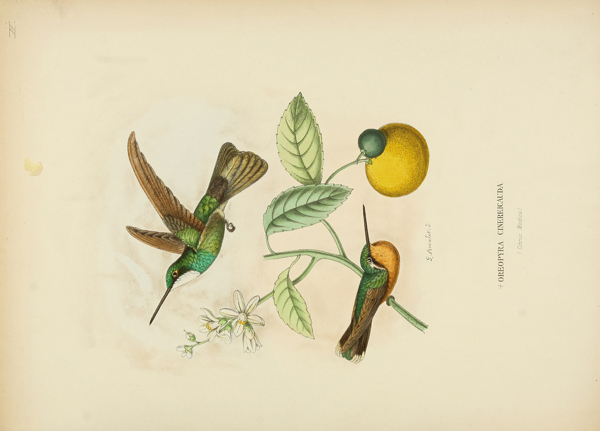 蜂鸟的自然历史图片