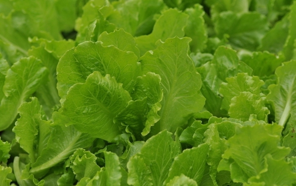 生菜圖片