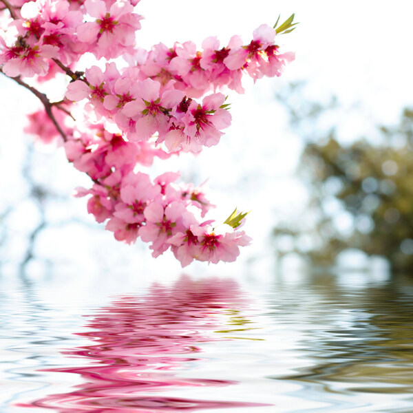 桃花倒影圖