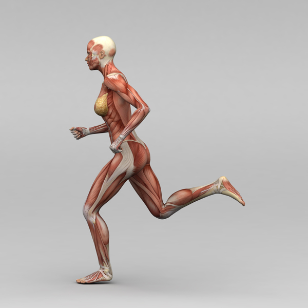跑步女人肌肉组织图片