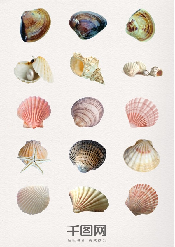 漂亮多彩海洋生物海滩贝壳