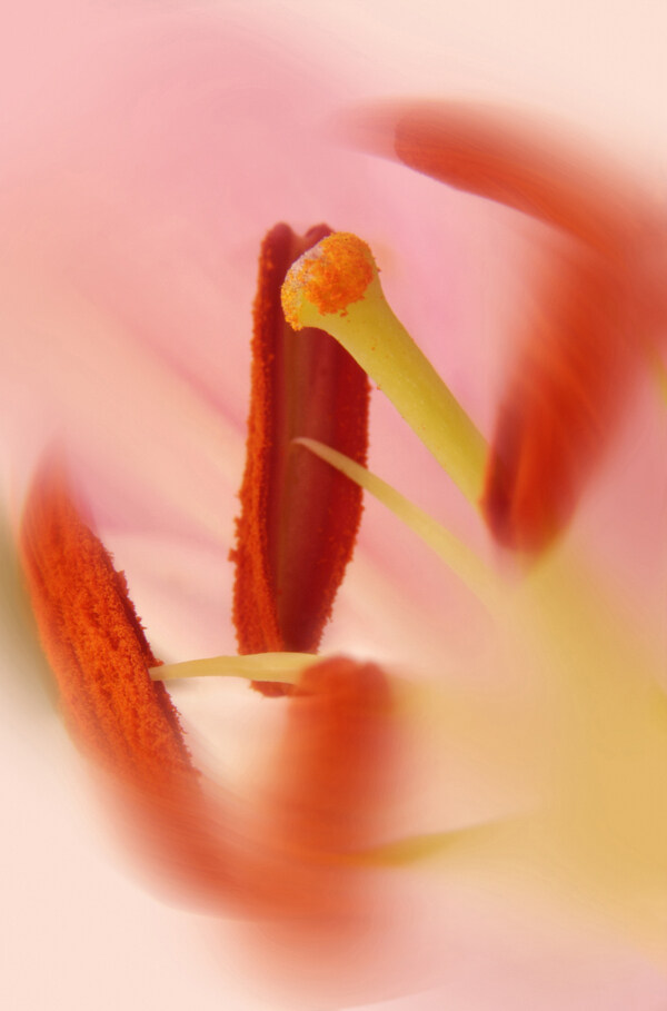花卉無語百花世界花朵花草花蕊花瓣百花世界全球首席設計大百科