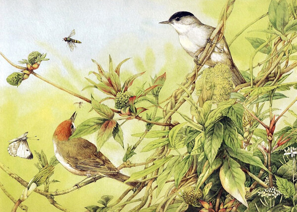 杜鵑圖圖片