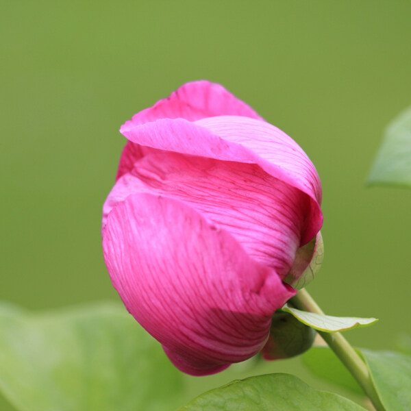 位圖植物攝影寫(xiě)實(shí)花卉花朵玫瑰免費(fèi)素材