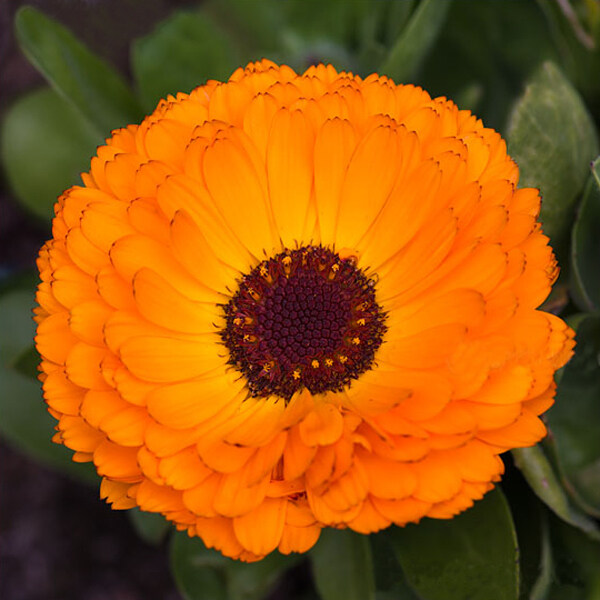 位圖植物攝影寫實(shí)花卉花朵菊花免費(fèi)素材