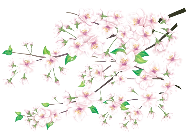 桃花圖片