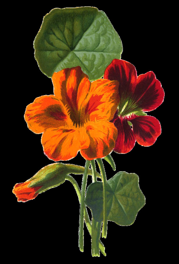 顏料花朵卡通透明素材