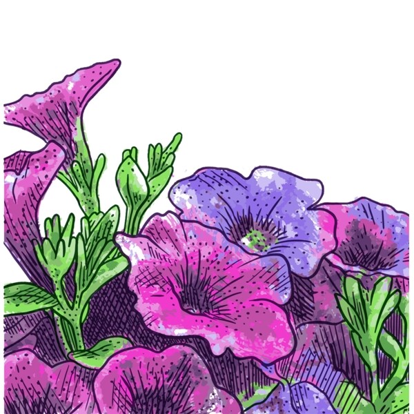 紫色牵牛花