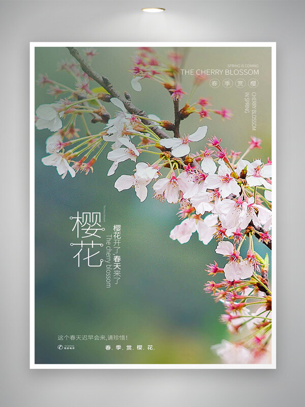 春季賞櫻花櫻花節(jié)宣傳唯美寫實海報