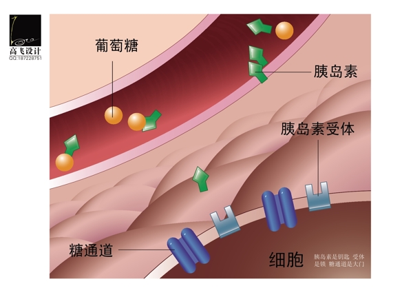 胰島素和細(xì)胞圖片