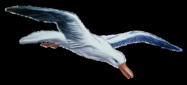 手绘自由飞翔白色小鸟png透明素材