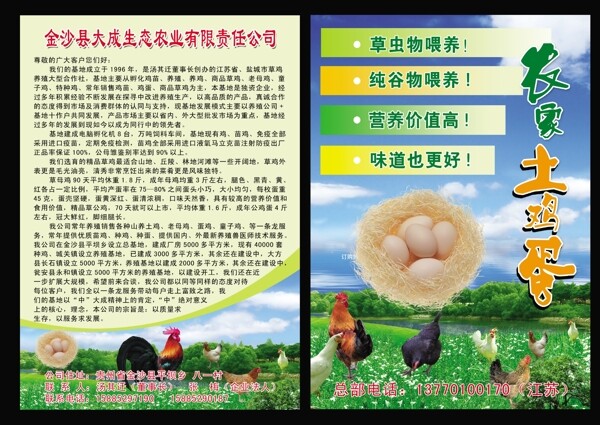 土雞宣傳單圖片