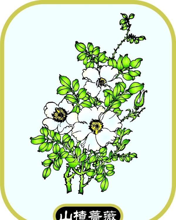 山楂薔薇圖片