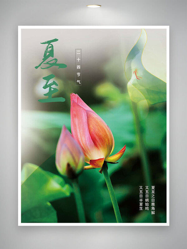夏至唯美荷花含苞待放創(chuàng)意節(jié)氣海報(bào)