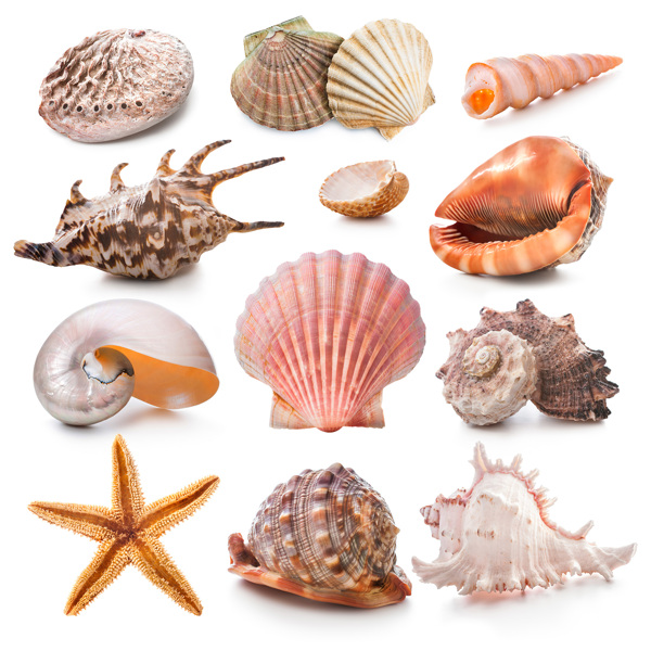 12种海洋贝类高清图片素材