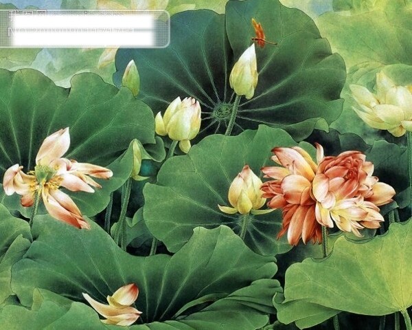 荷花