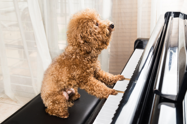 弹钢琴的可爱小狗图片