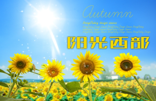 向日葵陽光西部圖片