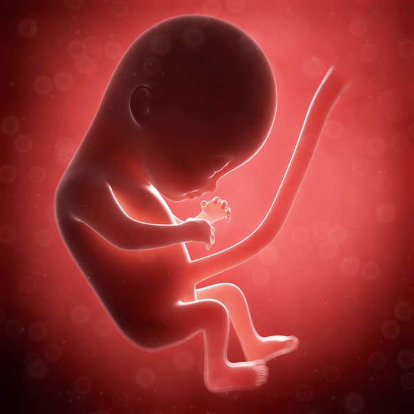 脐带连接的胎儿图片