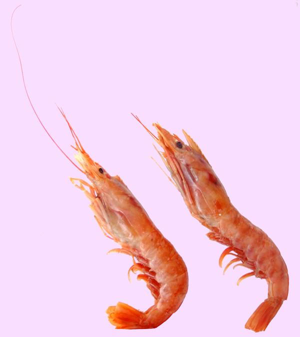紅蝦圖片