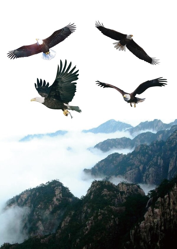 鷹擊長(zhǎng)空?qǐng)D片