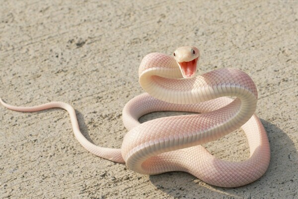 粉红色的蛇