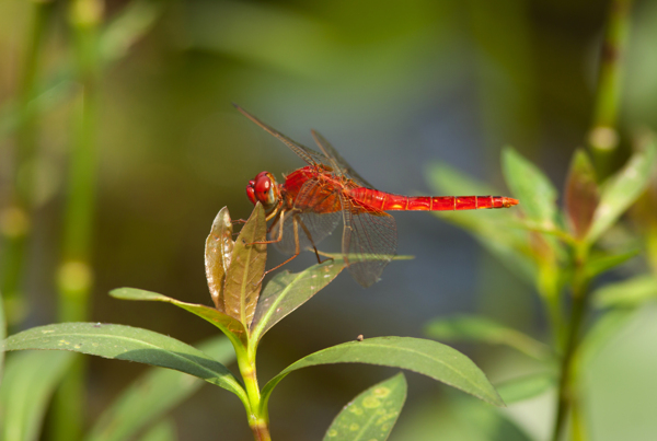 嫩叶上的红蜻蜓