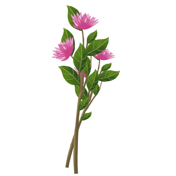手繪花卉png素材
