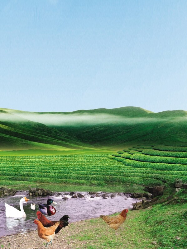 茶山圖片