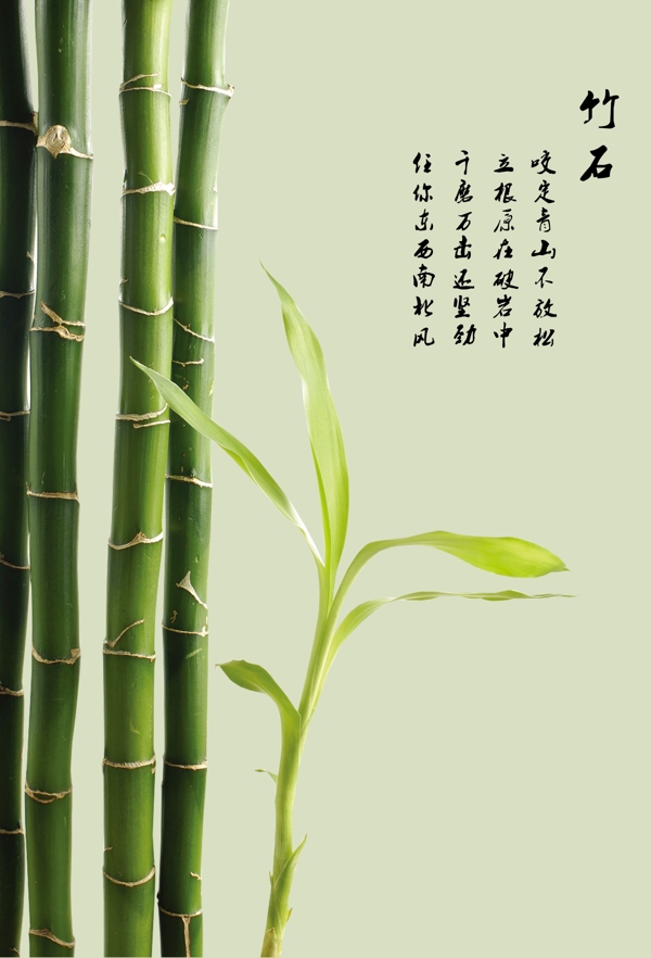 竹子圖片