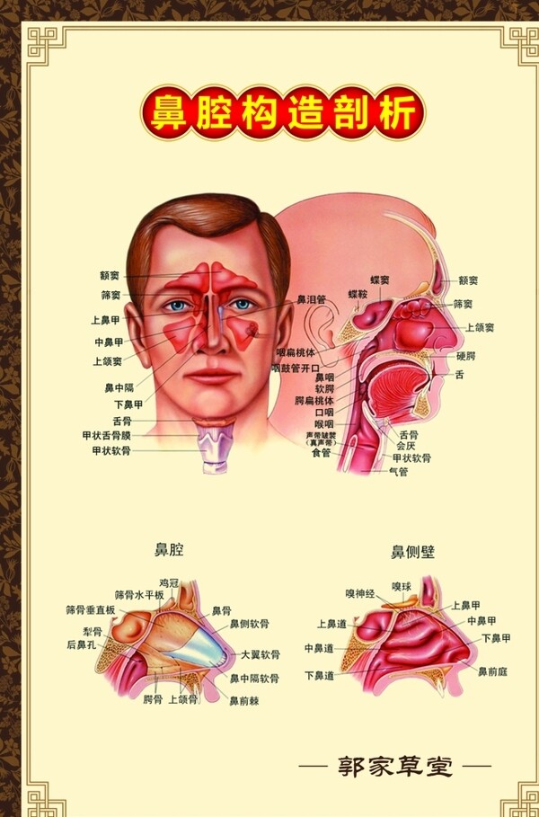 鼻腔构造剖析展板