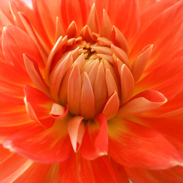 紅苕花圖片