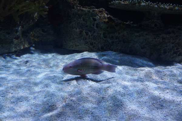 小魚圖片