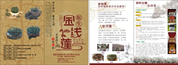 金線蓮宣傳頁